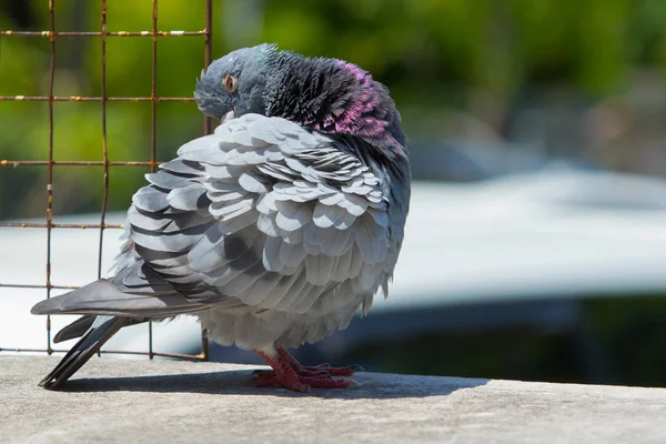 Full body of homing pigeon preening feather — Stock Photo, Image