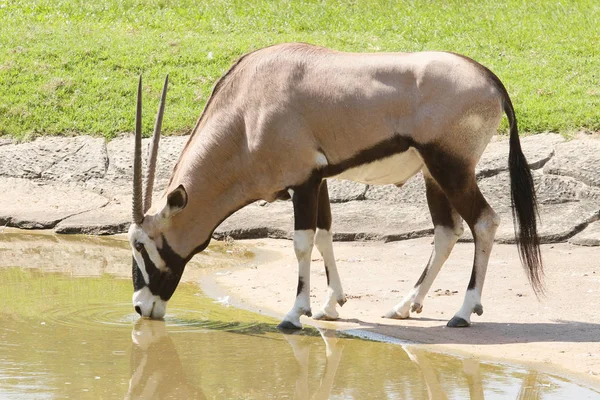 Gemsbok antilope eau potable dans le champ — Photo