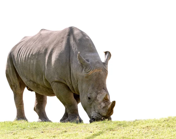 Afrikaanse neushoorn eten groene gras geïsoleerde witte achtergrond — Stockfoto