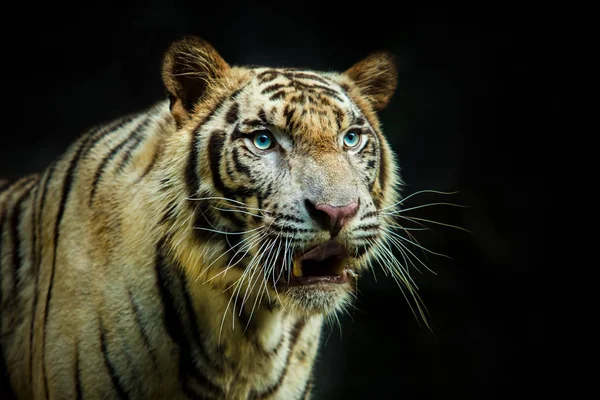 Close up face of tiger against dark background — Stock Photo, Image