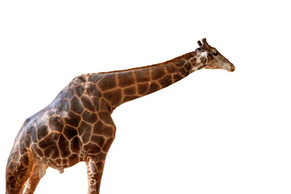 Vista lateral de alta jirafa aislado fondo blanco — Foto de Stock