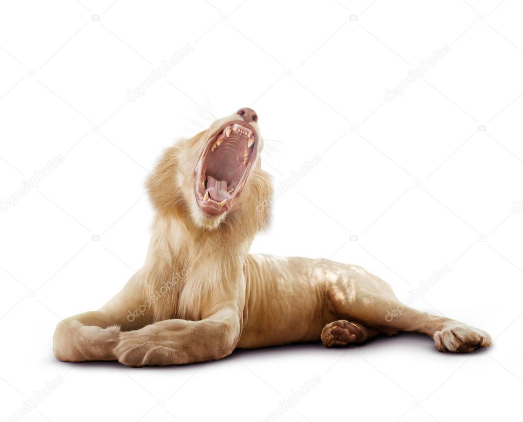 full body of male lion yawning and lying on white background 