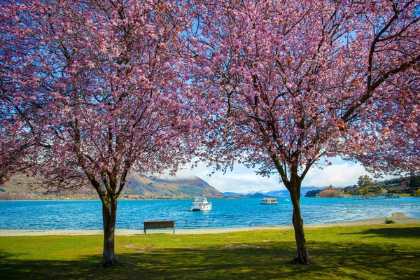 Rosa blomma blommar i lake wanaka södra mark i Nya Zeeland — Stockfoto