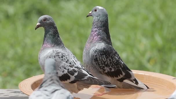 Купание домашнего голубя в парке — стоковое видео