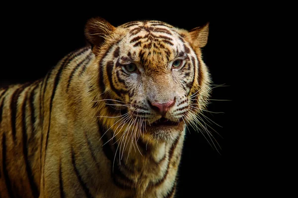 Close up rosto de tigre no fundo preto — Fotografia de Stock