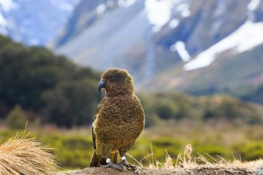 Alp ormandaki Kea kuş güneye iniş Yeni Zelanda