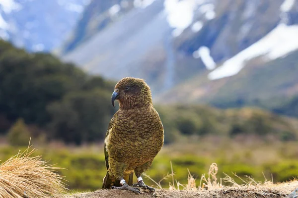 Kea fågel i alpin skog mark södra nya Zeeland — Stockfoto