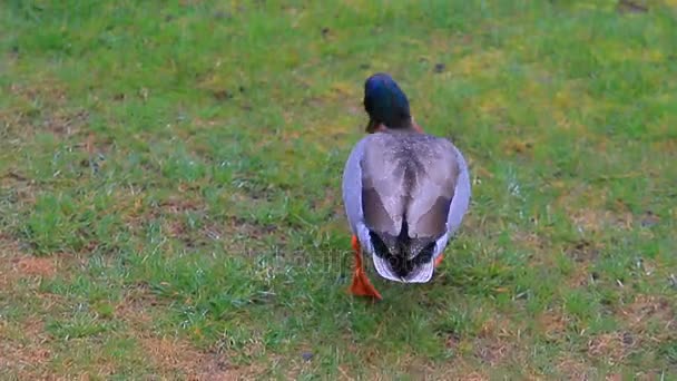 Mollard duck near fresh water steam in lake wanaka new zealand — Stock Video