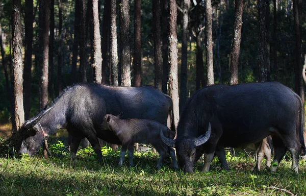 çam ormanı içinde Tay su buffalos ailesi