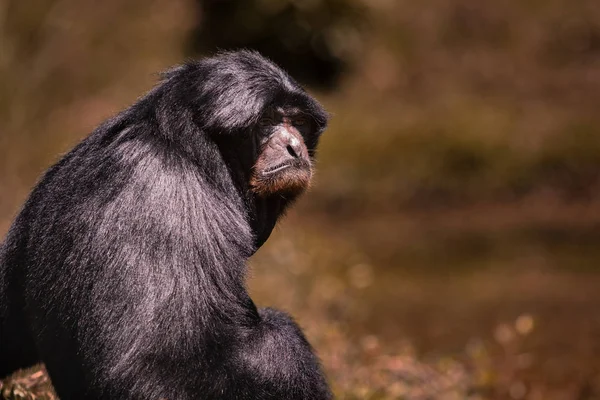 Portrait face  of siamang gibbon  against blur background — Stock Photo, Image