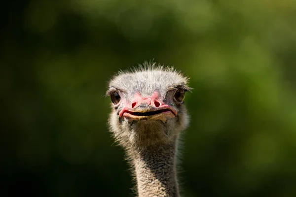 Fechar a cabeça avestruz contra fundo borrão verde — Fotografia de Stock