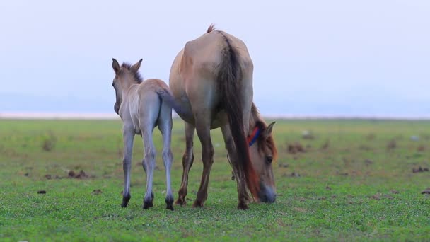 petit poney et mère dans le champ de ferme 