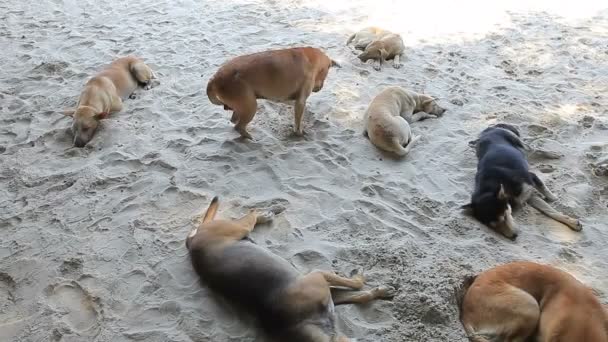 Deniz kumsalda uyuyor sokak köpek sürüsü — Stok video