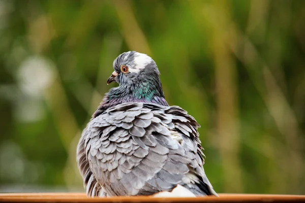 Homing pombo pássaro banhos em tigela de água — Fotografia de Stock