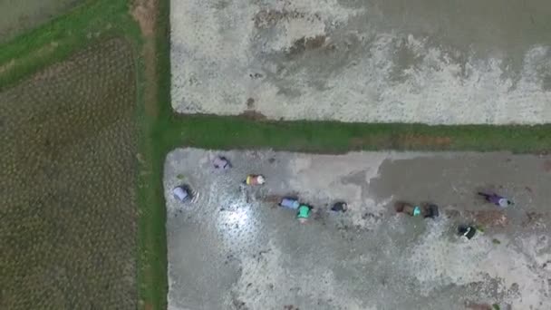 Vista aérea del agricultor tailandés en el campo agrícola — Vídeo de stock
