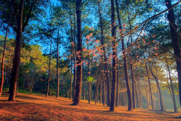 Beautifuk luz del sol en madera de pino de pang ung maehongsorn most po — Foto de Stock