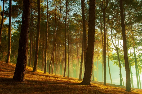 Bela luz solar na floresta de pinheiros de pang ung maehong sorn mais — Fotografia de Stock