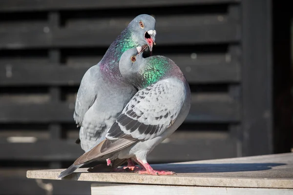 Paare von Haustauben Vögel natürliche Paarung — Stockfoto