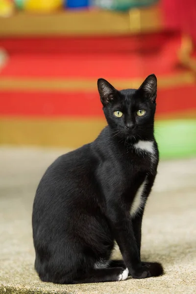 Tailandés doméstico negro gato sentado en tierra — Foto de Stock