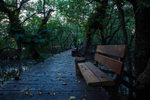 Bench and wood path trail in mangrove forest — Stock Photo, Image