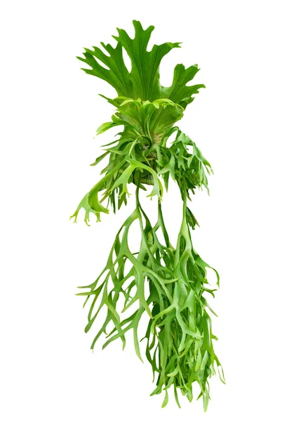 Fern leaves hanging on tree isolated white background ,Polypodiu — Stock Photo, Image