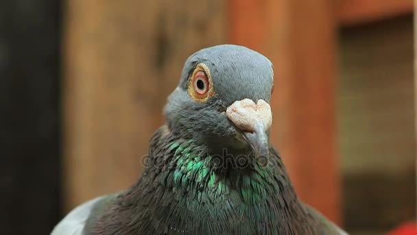 Cara de pájaro palomo enojado en casa loft — Vídeo de stock