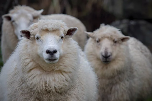 Close up face of new zealand merino sheep in rural agricultural — Stock Photo, Image