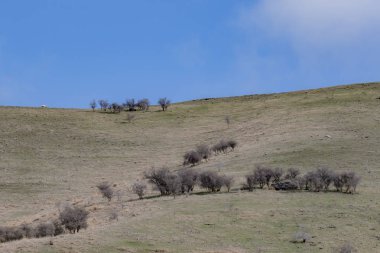 southland Yeni Zelanda koyun çiftliğinde peyzaj