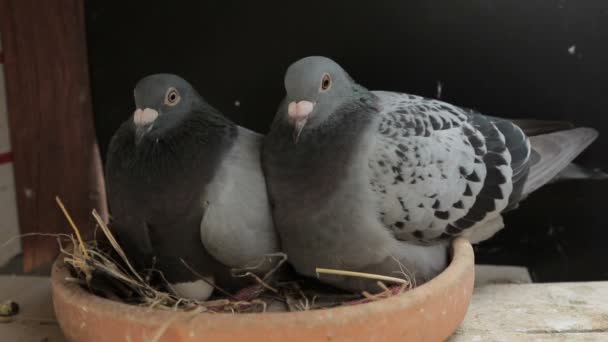 Homing pigeon breeding in home loft — Stock Video