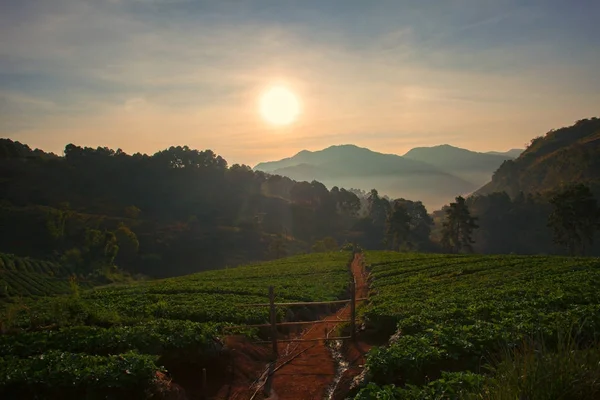 Krásný východ slunce v doi ang khang chiang mai northren z thail — Stock fotografie