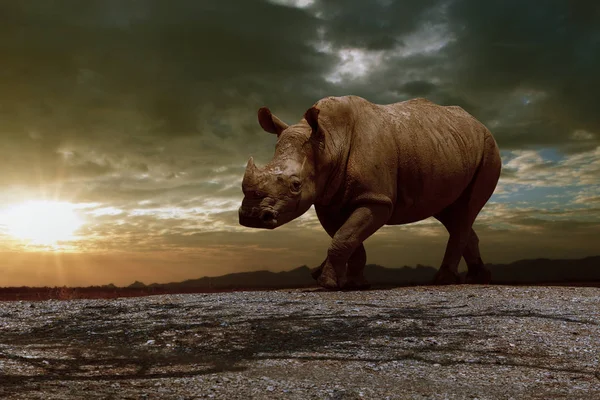 Rinocerontes africanos caminando en el campo de tierra contra hermosas puestas de sol s — Foto de Stock