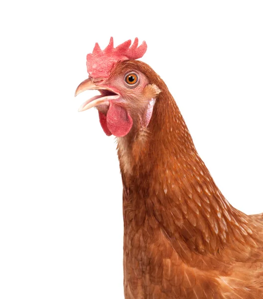 Zbliżenie twarzy inwentarza żywego kurczaka na białym tle — Zdjęcie stockowe