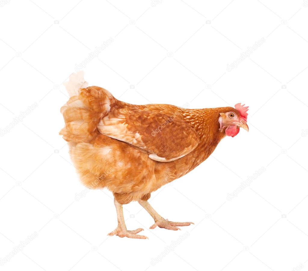full body of brown chicken ,livestok isolated white backgorund