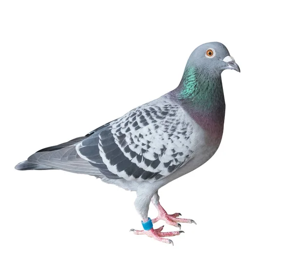 Side view full body of homing pigeon bird isolated white backgro — Stock Photo, Image