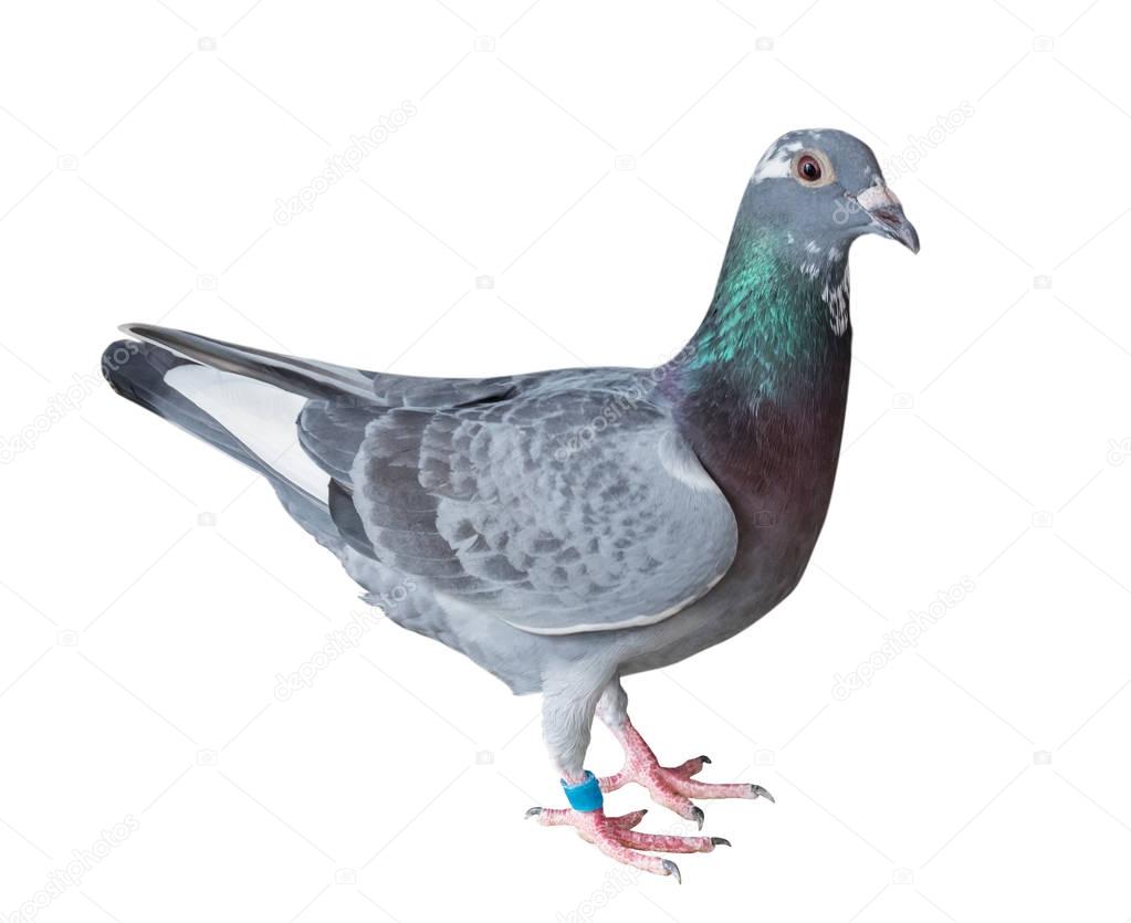 sport racing pigeon bird isolate white background