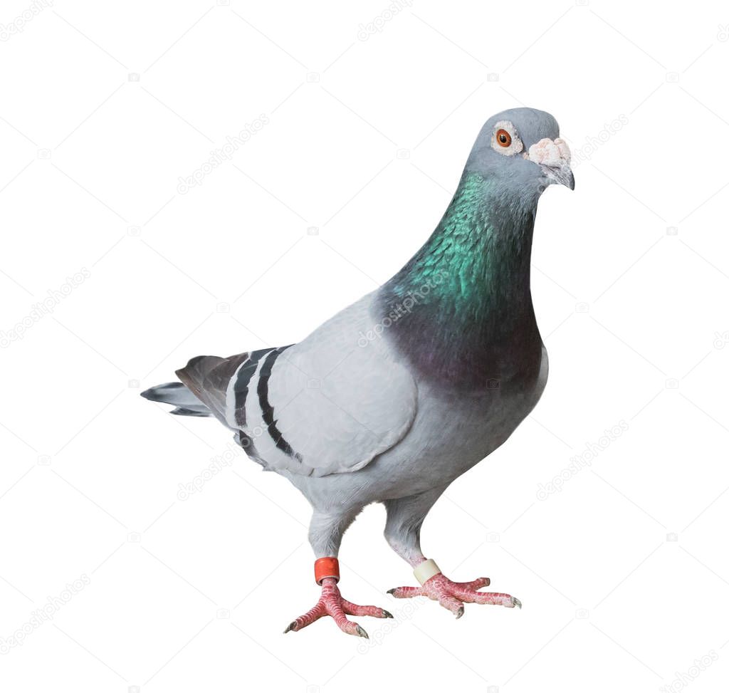 full body of speed racing homing pigeon isolated white backgroun