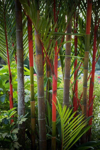 Hermosa palmera de lápiz labial rojo decorado en el jardín del hogar —  Fotos de Stock