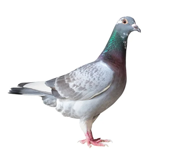 Vue latérale corps complet du pigeon voyageur oiseau isolé blanc backgro — Photo
