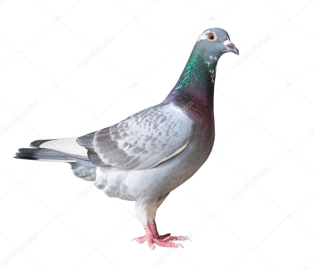 side view full body of homing pigeon bird isolated white backgro