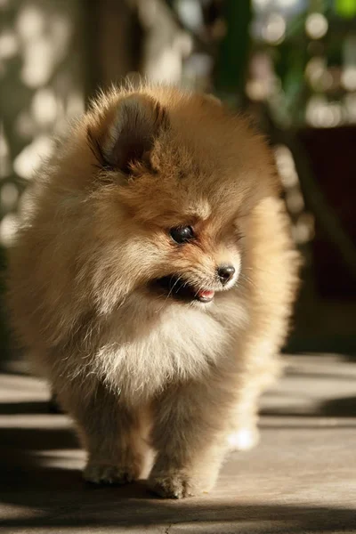 木製の床の小さなポメラニアン犬の顔 — ストック写真