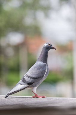 posta güvercini kuş duran ev çatı üzerinde tam vücut