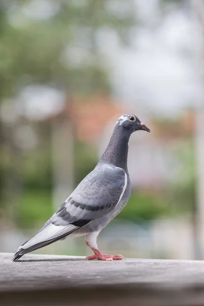Całego ciała homing pigeon ptak stojący na poddaszu domu — Zdjęcie stockowe