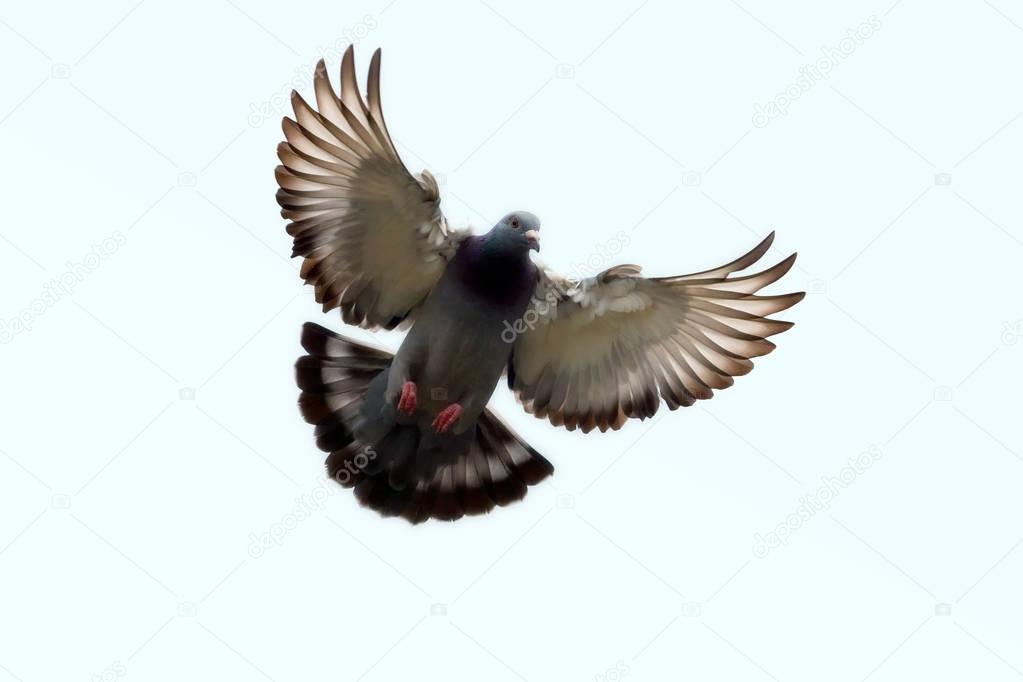 feather wing of homing pigeon bird floating mid air