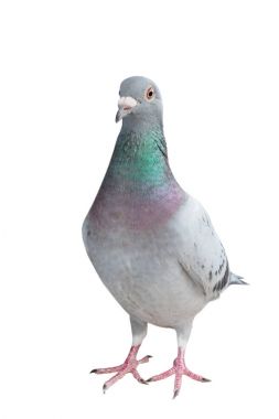 posta güvercini izole kuş beyaz arka plan tam vücut