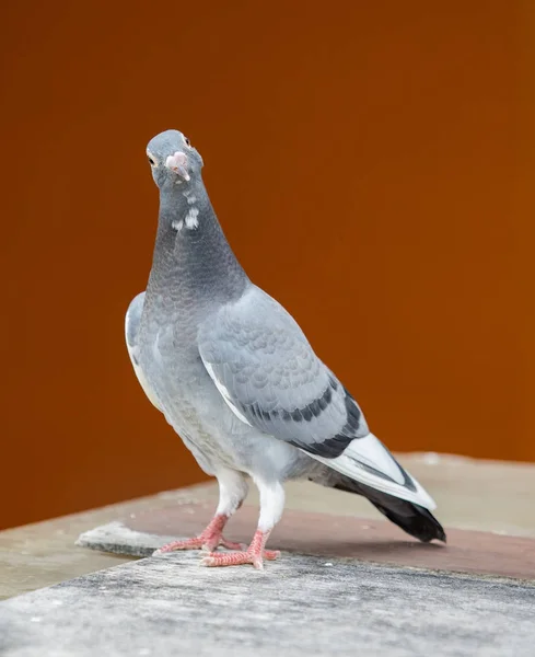 カラフルな木製の床の上に若い伝書鳩鳥立って — ストック写真