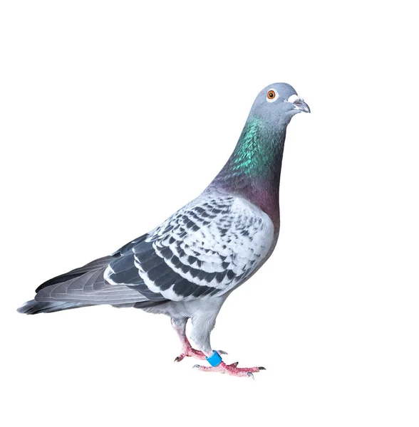 Full body of speed racing pigeon bird isolated white background — Stock Photo, Image