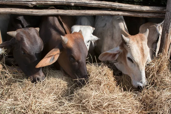 domestic cattle in rural ranch farm