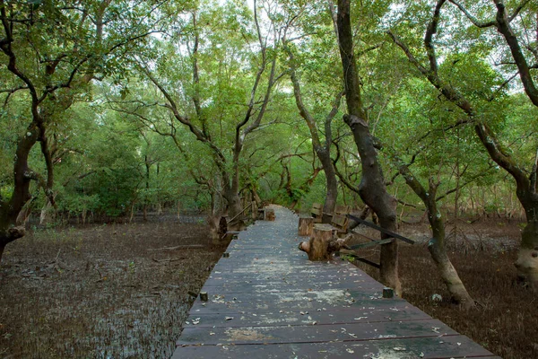 Wood bridge walking trail in mangrove forest — Stock Photo, Image