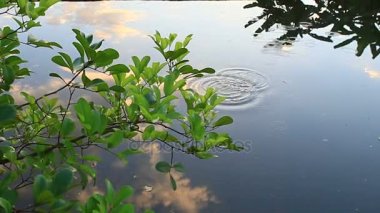 mangrov yaprak ve su yansıma