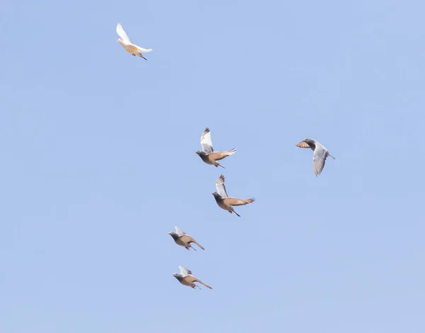 Bandada de palomas mensajeras volando contra el cielo azul claro — Foto de Stock